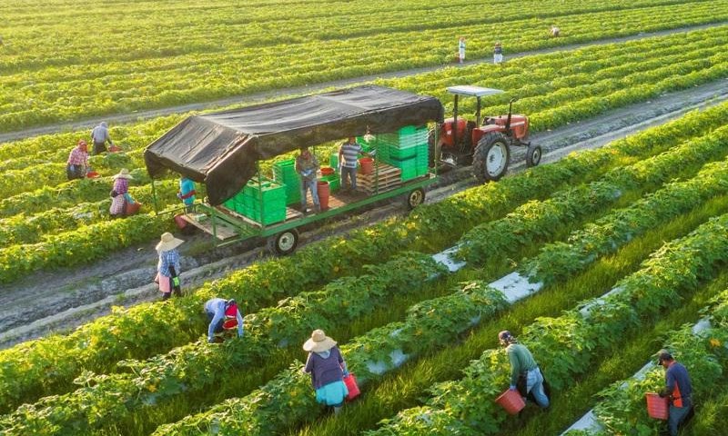 Xuất khẩu nông, lâm, thủy sản 8 tháng đầu năm 2023 đạtasanas,n hơn 33 tỷ USD